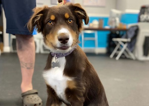 Attentive dog during training session